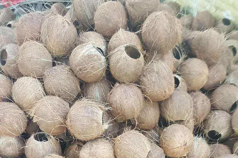 廢棄的椰殼都能做什么用呢？