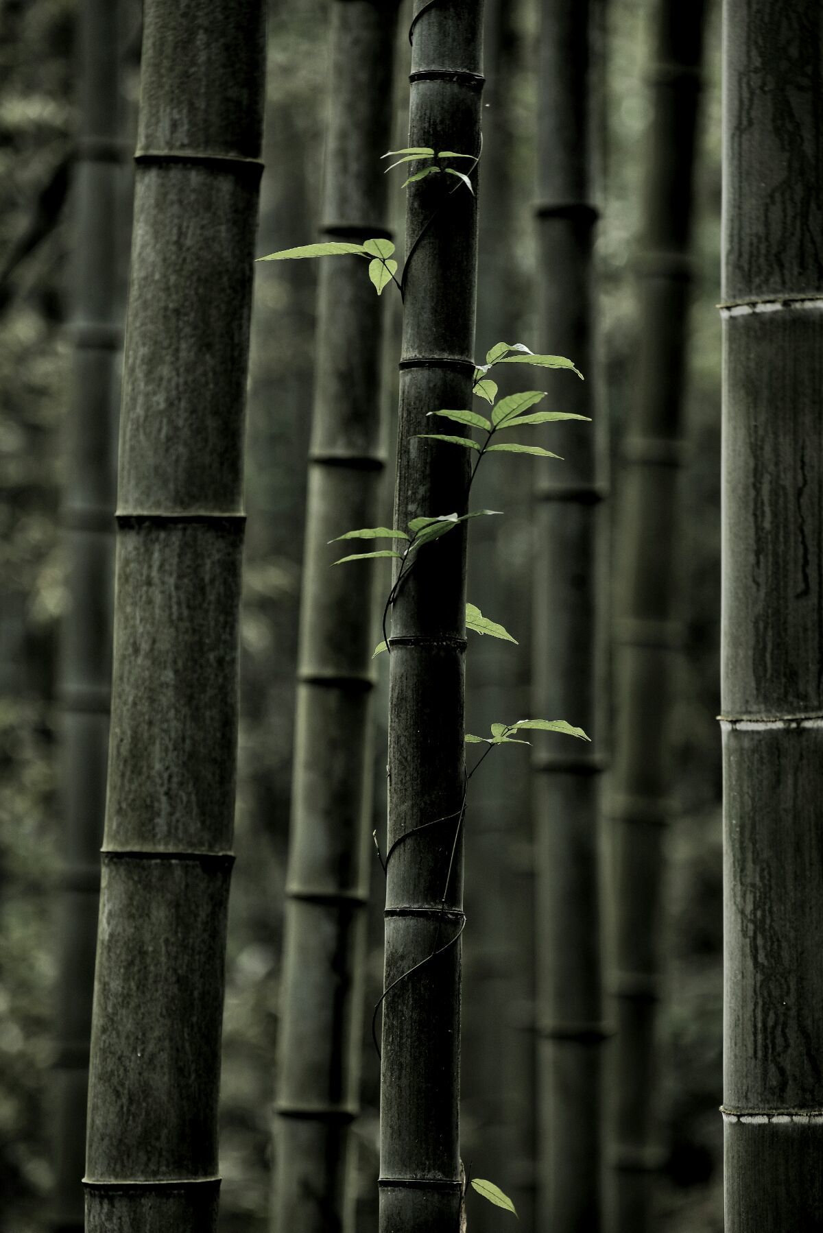 <strong>碳化竹子：從廢棄物到肥沃之源，滋養(yǎng)糯米茁壯成長</strong>